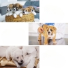 PIELUCHY PAMPERSY MAJTKI PSA SUCZKI PSÓW 10-20KG