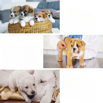 PIELUCHY PAMPERSY MAJTKI PSA SUCZKI PSÓW 10-20KG