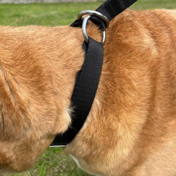 MOCNA PÓŁZACISKOWA OBROŻA CZARNA DLA PSA TAŚMOWA REGULOWANA M 2CM 25-45CM