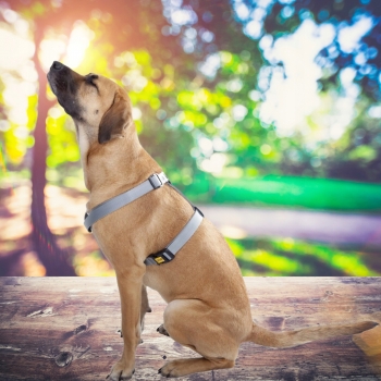 SZELKI GUARD Z TAŚMY DLA PSA REGULOWANE DWUPASKOWE SPACEROWE KHAKI 24-45CM